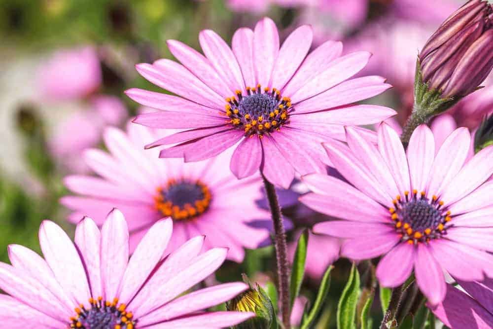 African Daisies