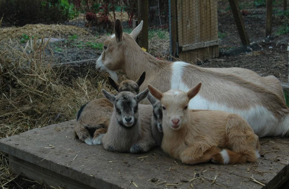 A Few Terms Related to Goat Breeding