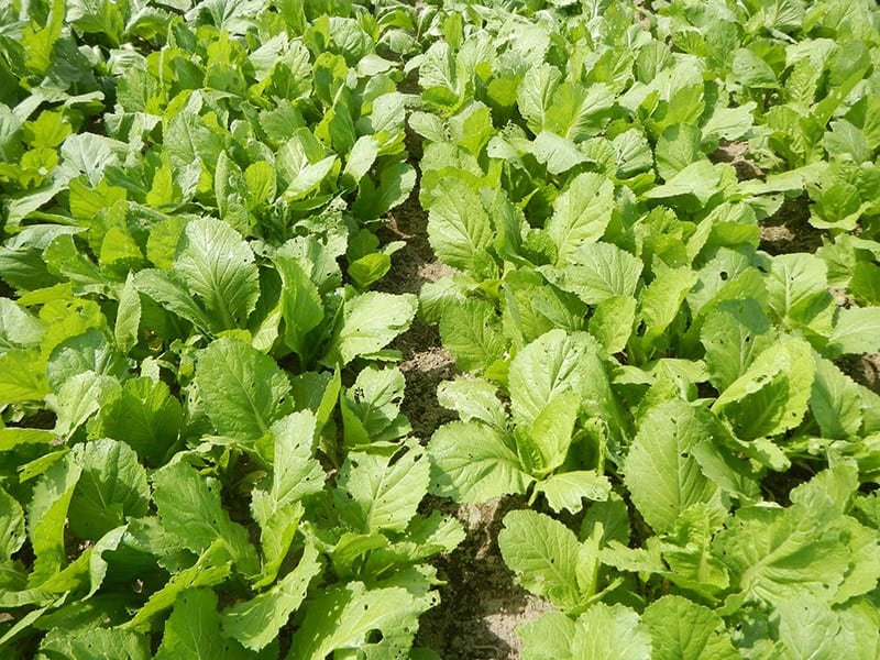 Cover Crops