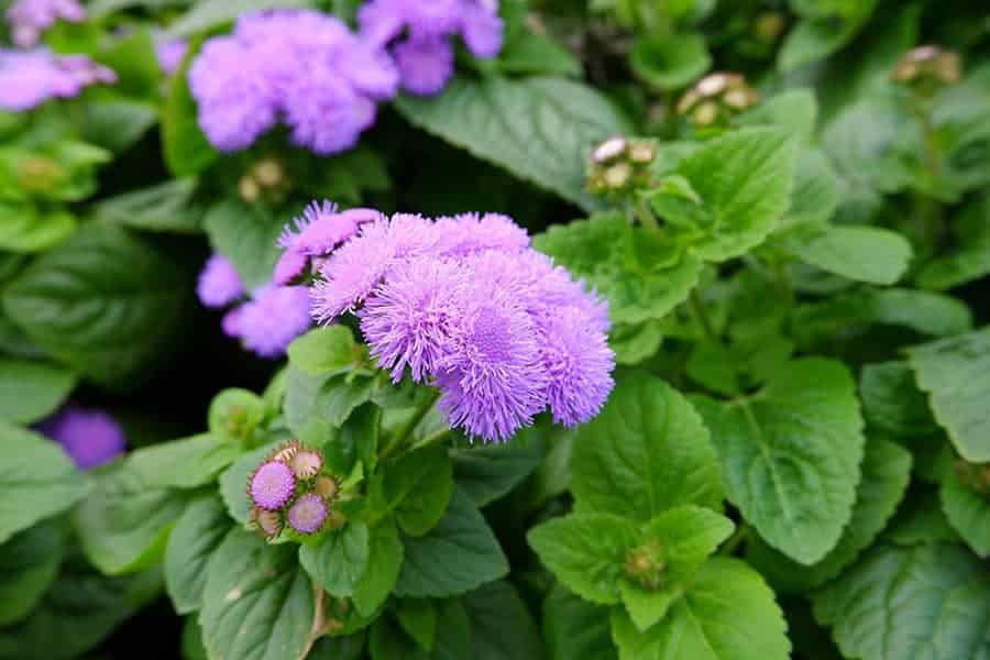 Ageratum