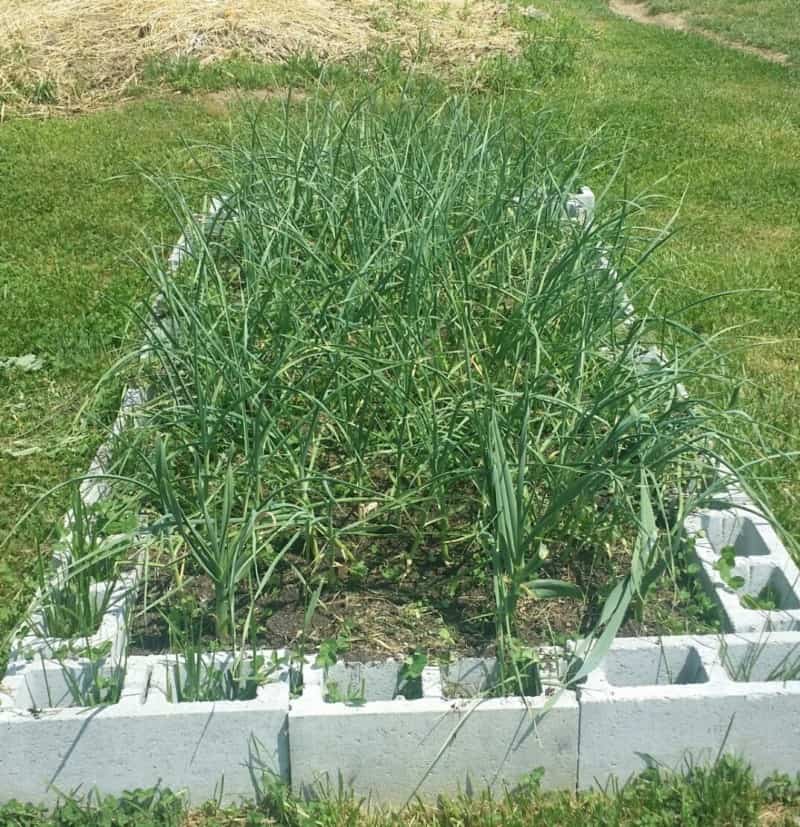 How to Plant Garlic