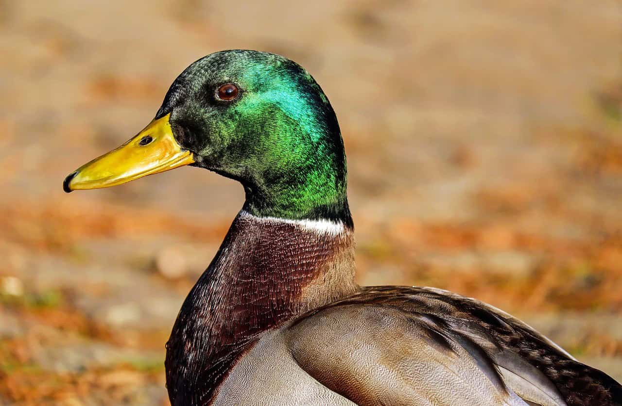 What To Feed Broiler Ducks