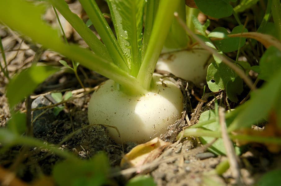 How to Care for Turnips