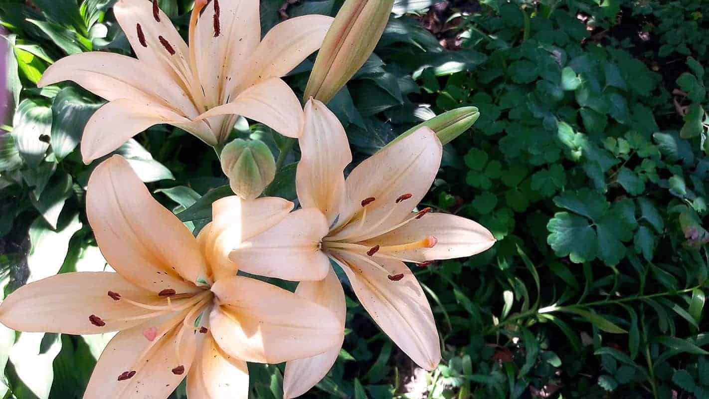 Daylilies (Hemerocallis spp.)