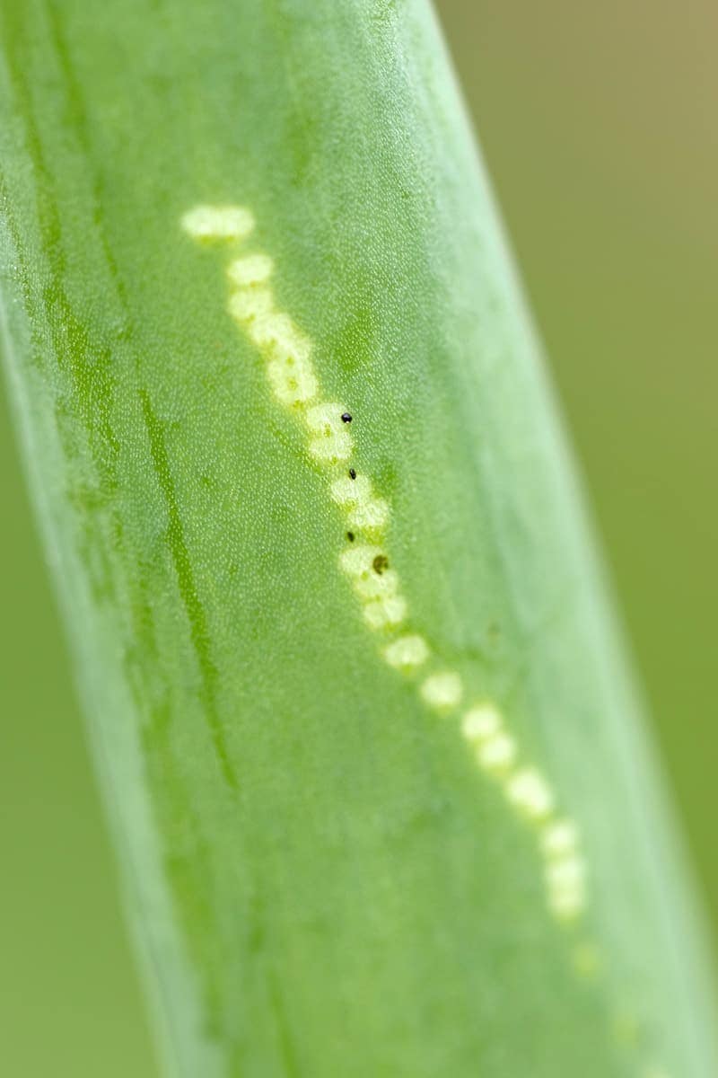 Leafminers