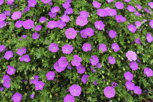 Geranium Cranesbill