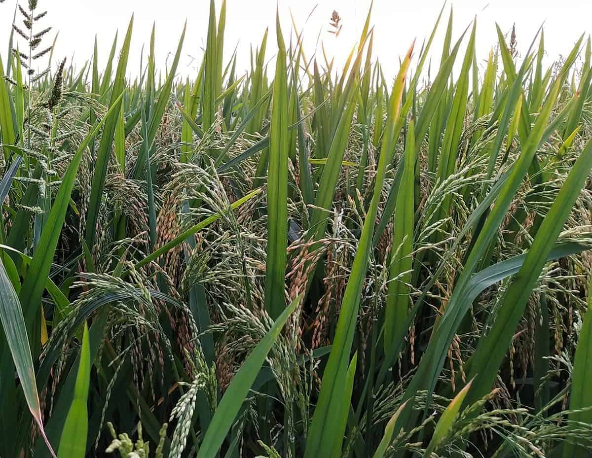 Wild Rice (Zizania aquatica)