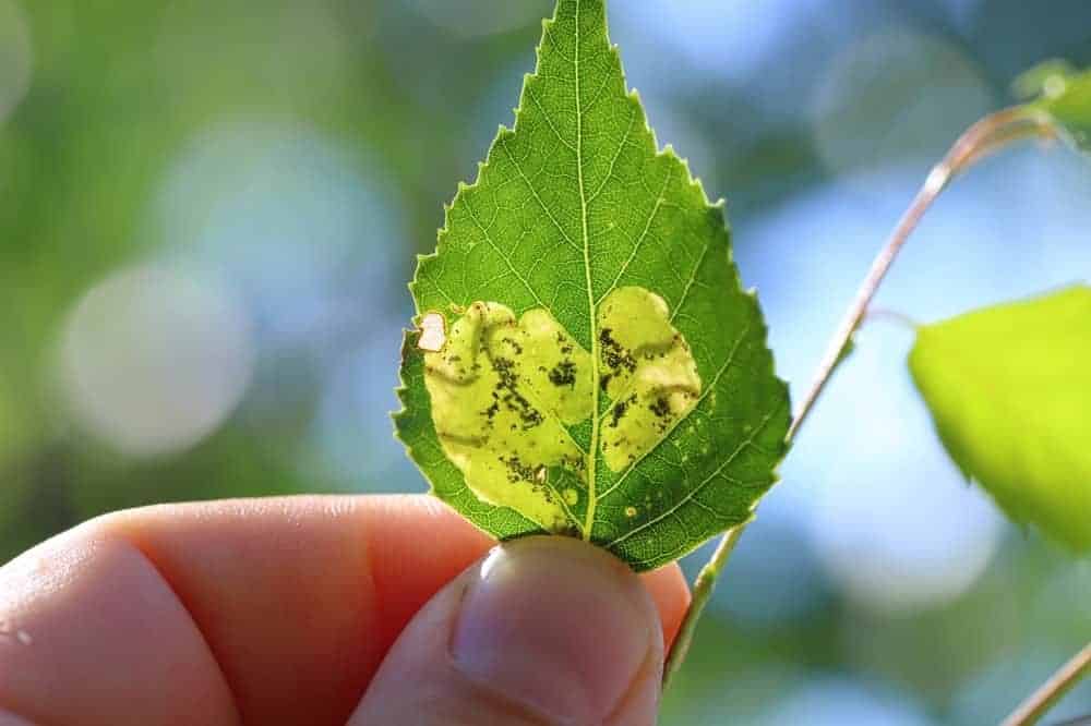 Birch Leafminer