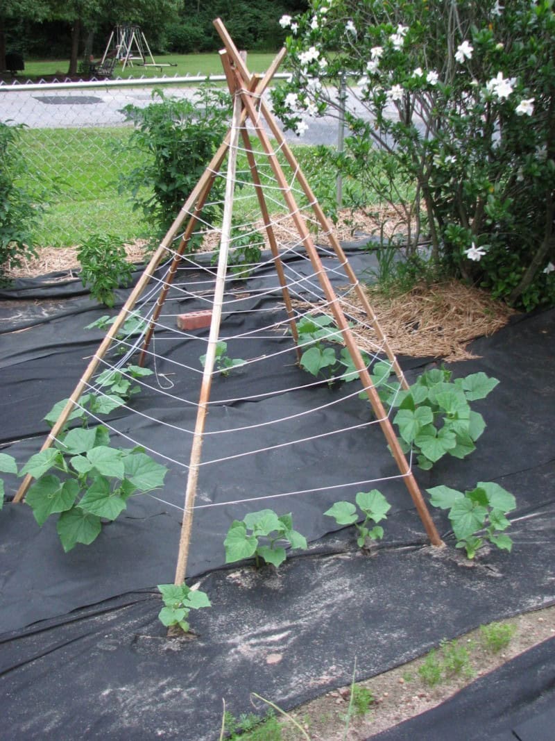 The Teepee Trellis with String