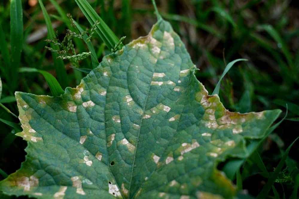 What is Mosaic Virus?