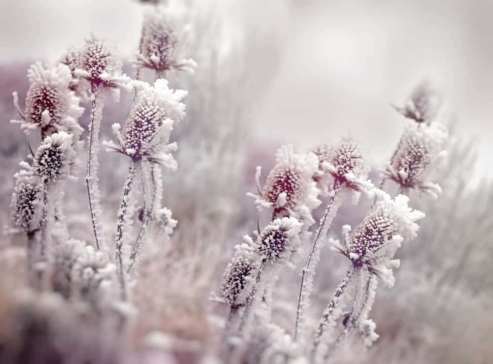 Outdoor Plant Studies