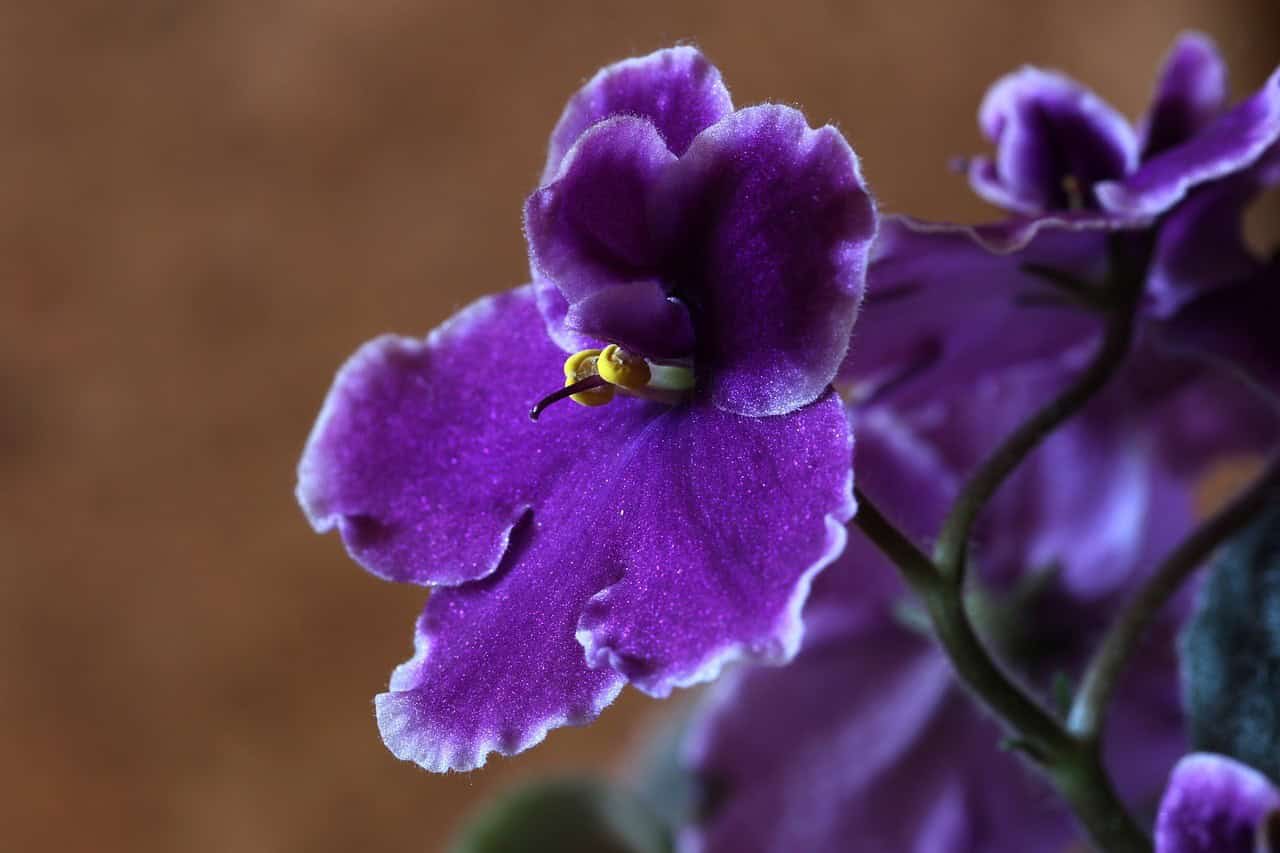 African Violet