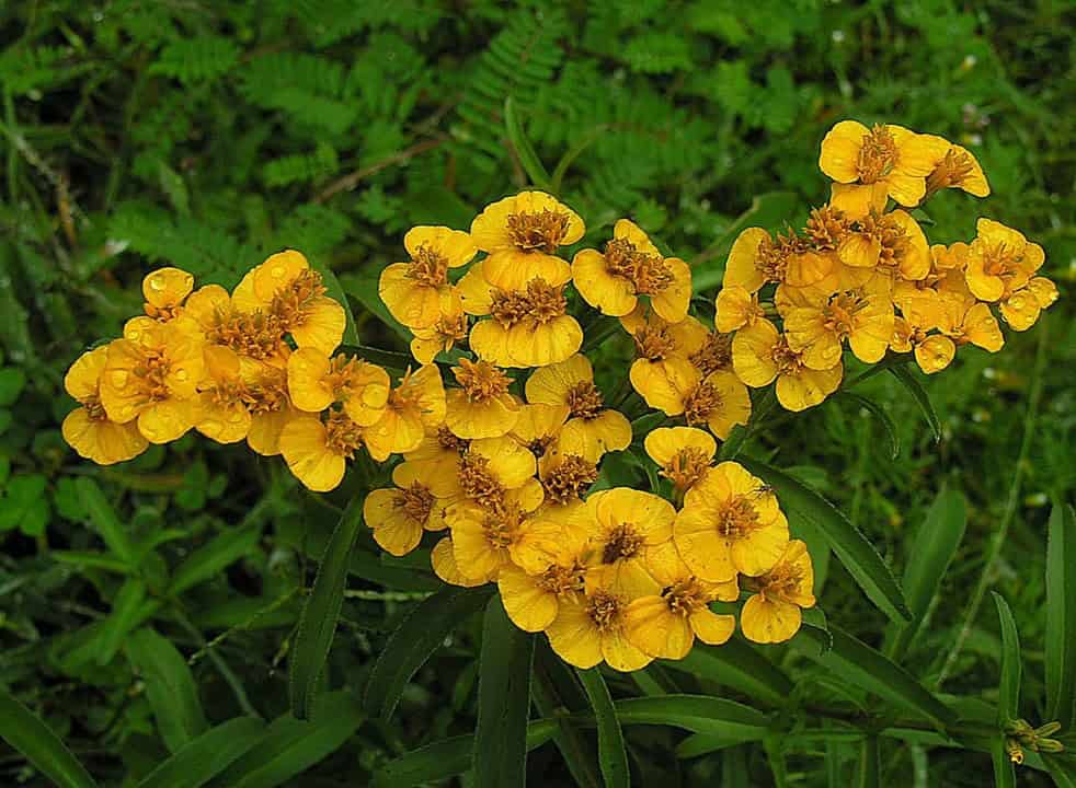 Mexican Tarragon (Tagetes lucida)