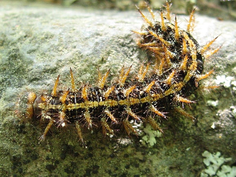 Painted Lady Butterfly Larvae