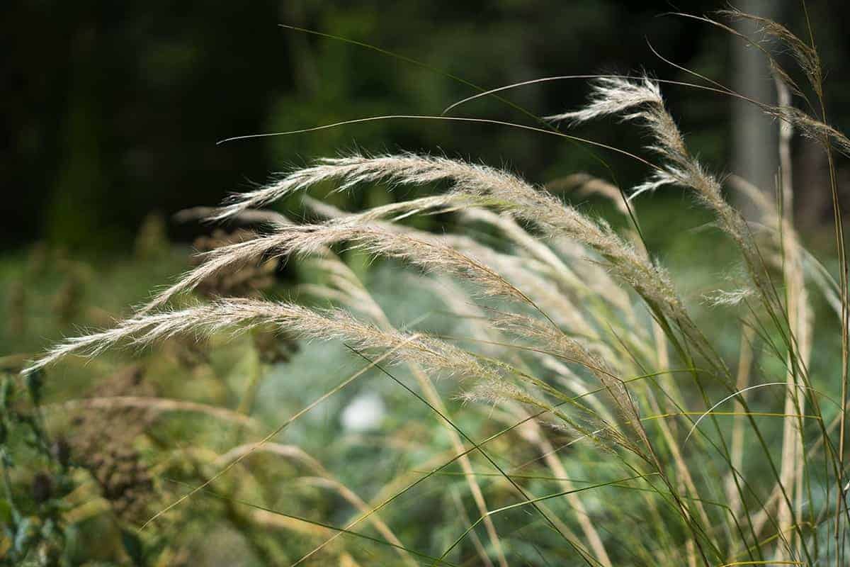 Wild Rye (Elymus canadensis)