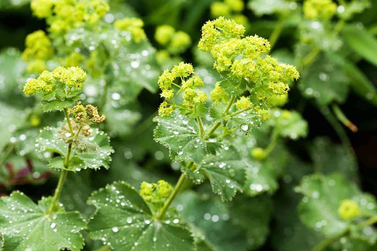 Lady’s Mantle