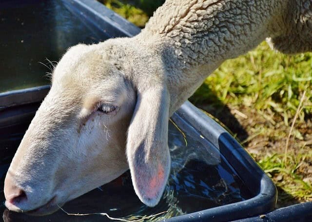 Watering Your Sheep