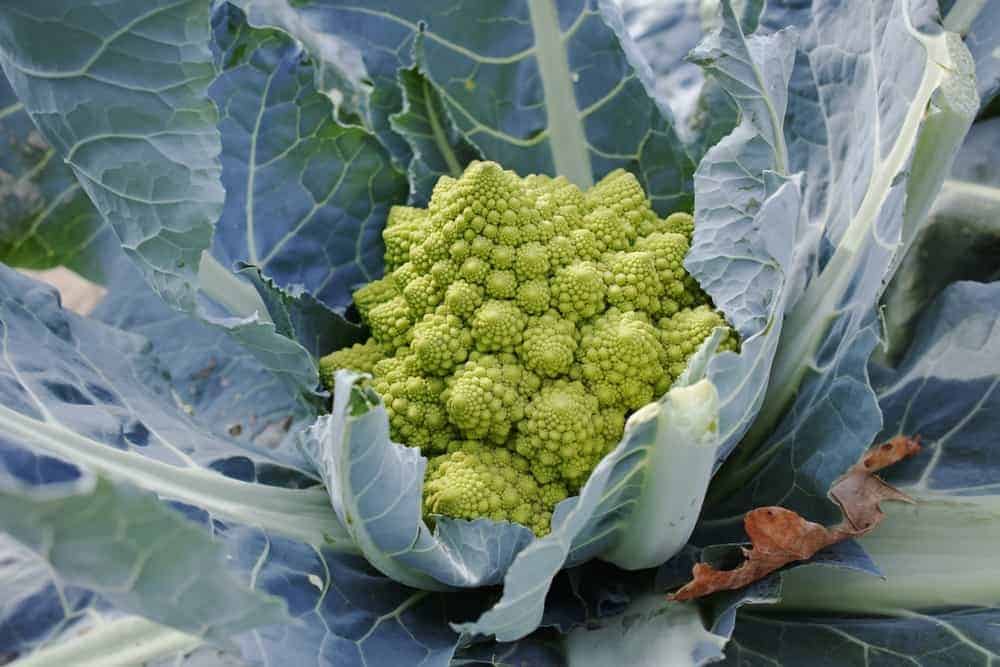 Propagating Romanesco