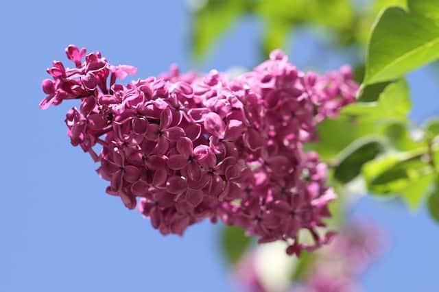 Lilac (Syringa vulgaris)