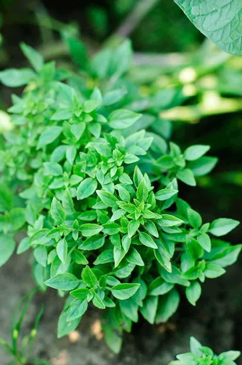 Pistou Basil (Ocimum basilicum “pistou”)