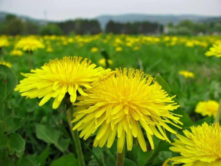 Save the Dandelions