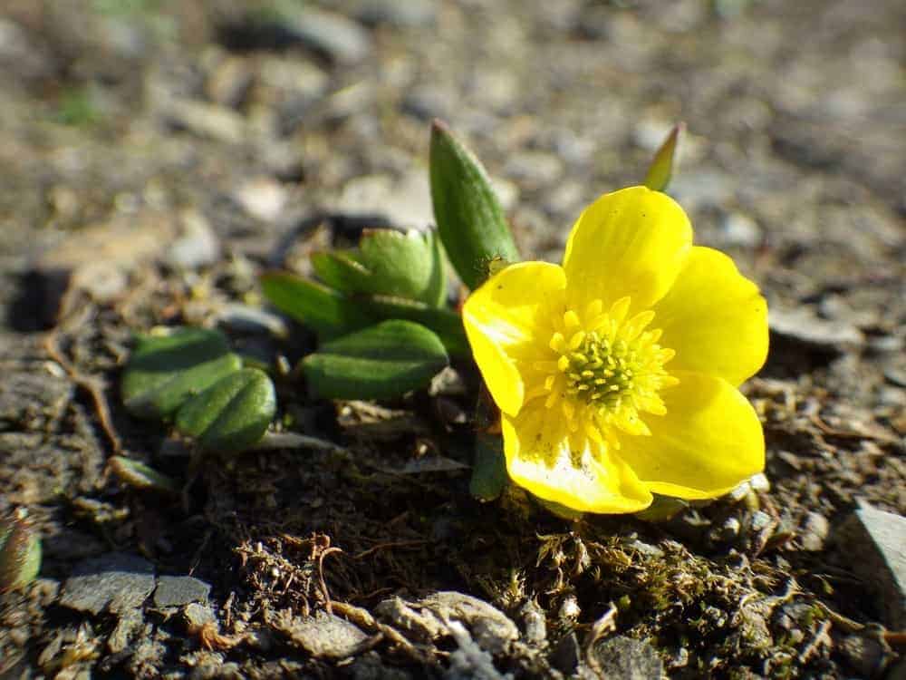 Snow Buttercup