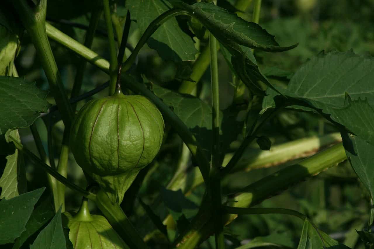 Tomatillo Varieties