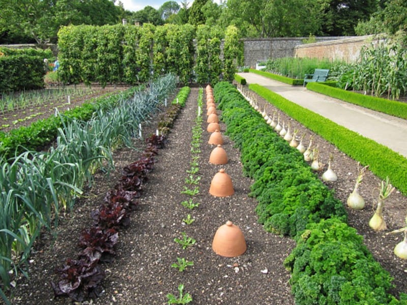 Companion Planting for Leeks