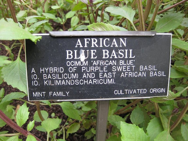 African Blue Basil