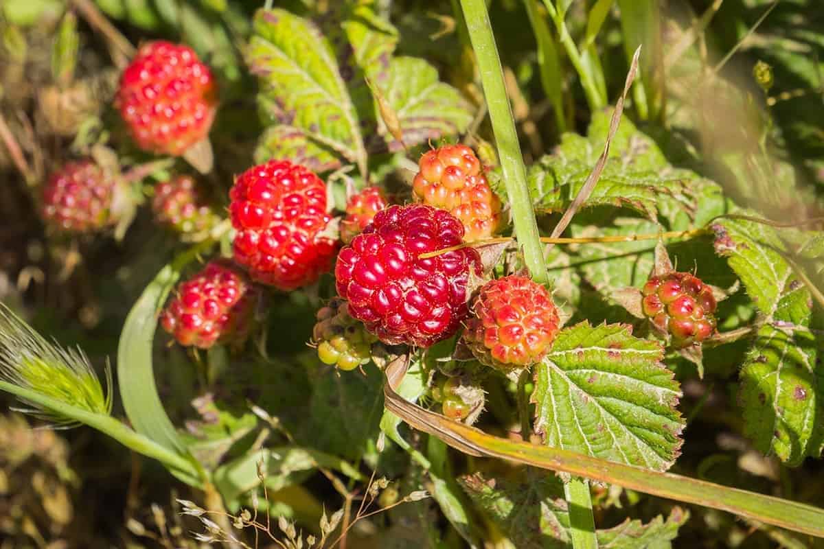 California Blackberry – Rubus ursinus