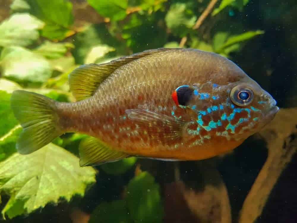 Pumpkinseed Fish