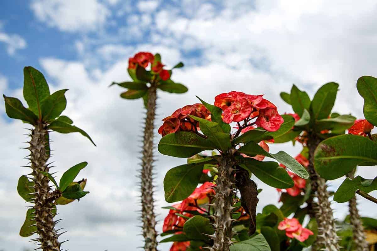 Crown of Thorns