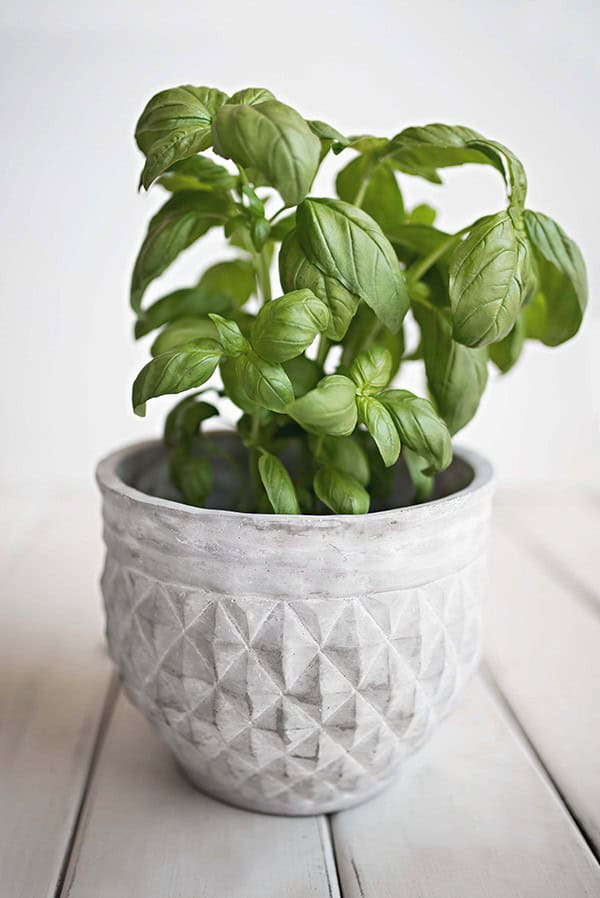 When to Plant Basil