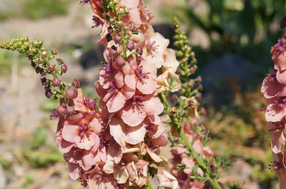 Mullein