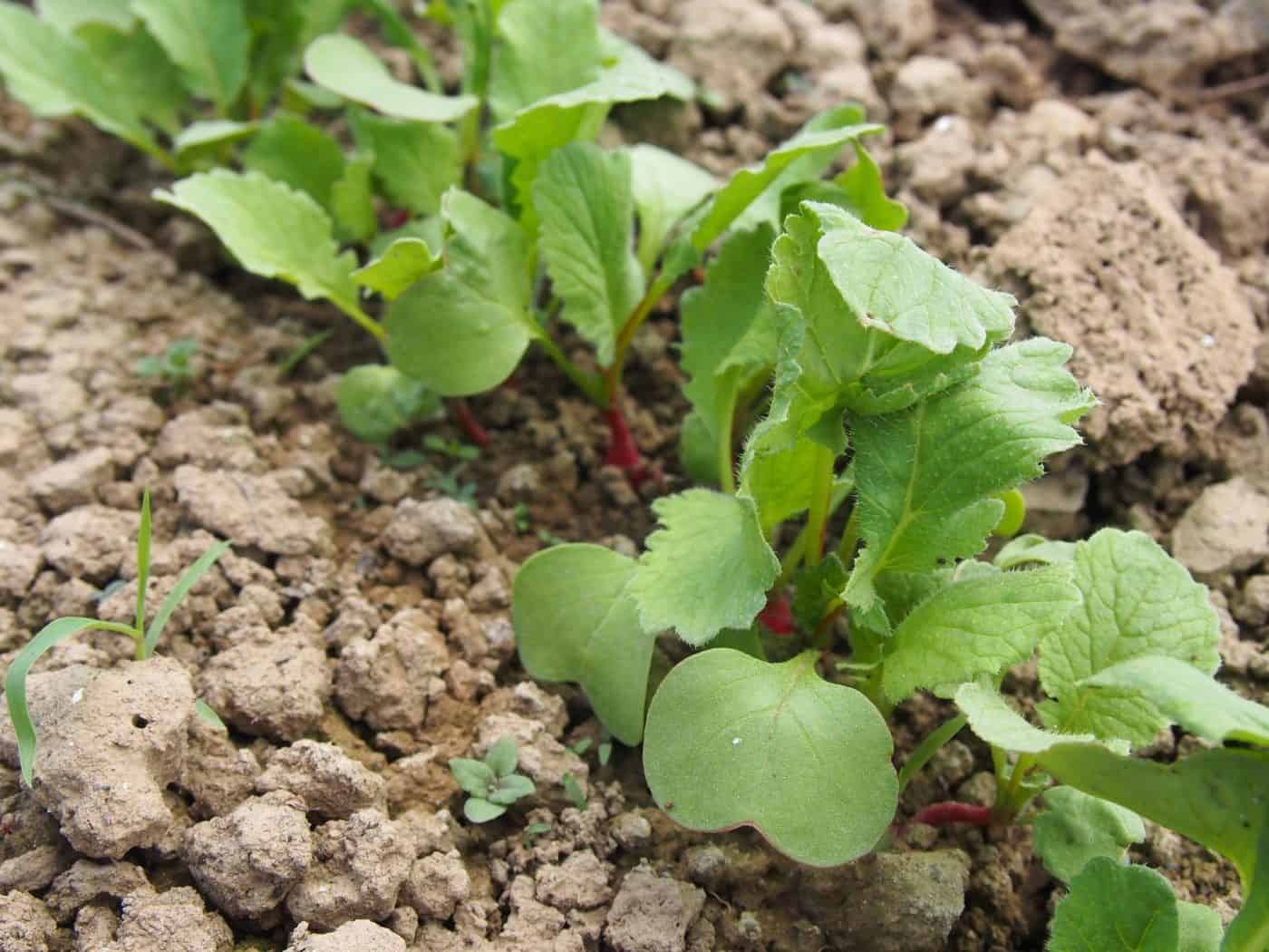 Radish