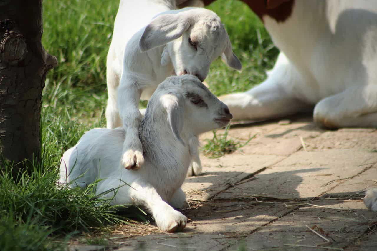 Fencing to Confine Goats’ Kids