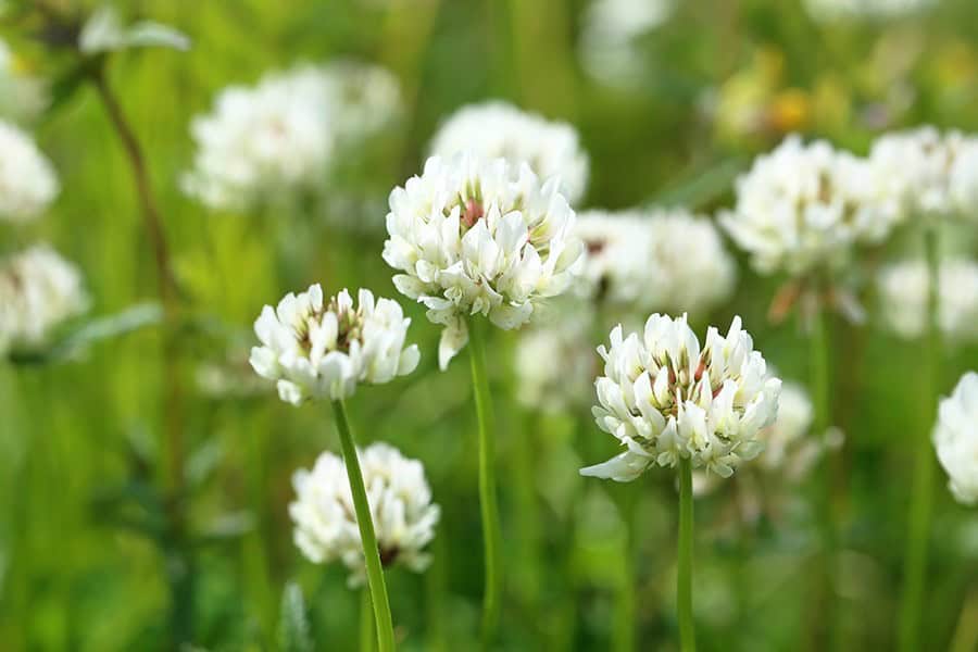 White Clover