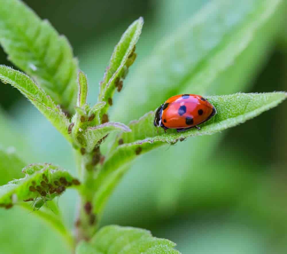 Predator Insects