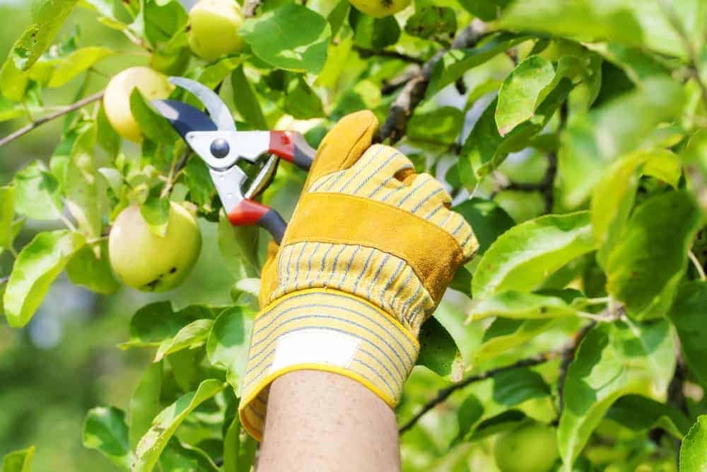 Keep Your Apple Trees Healthy: Basic Preventative Tips