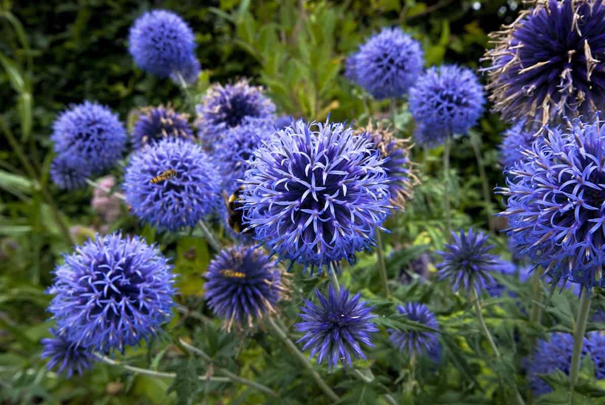 Globe Thistle