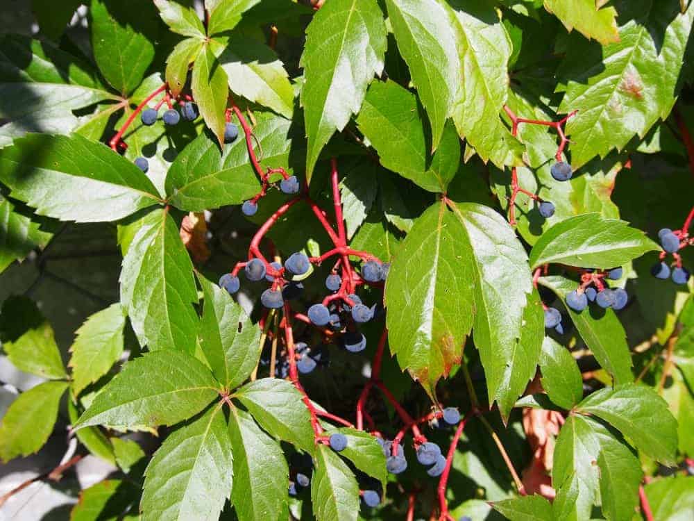 Virginia Creeper Berries