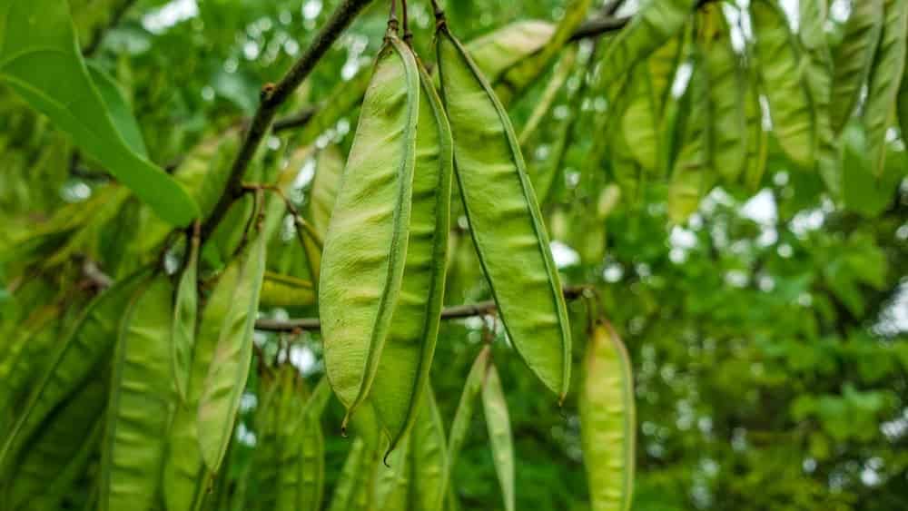 Grow Redbud Trees From Seed