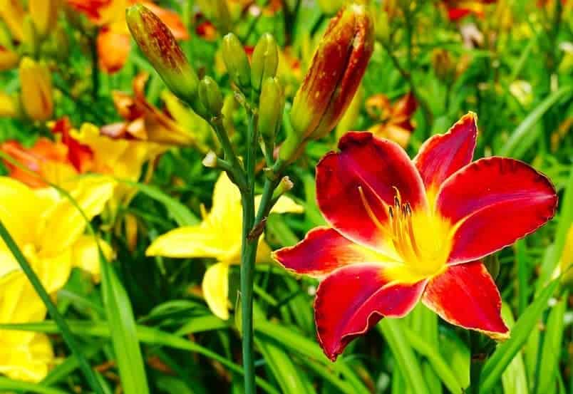 Daylilies (Hemerocallis spp.): Zones 3-9