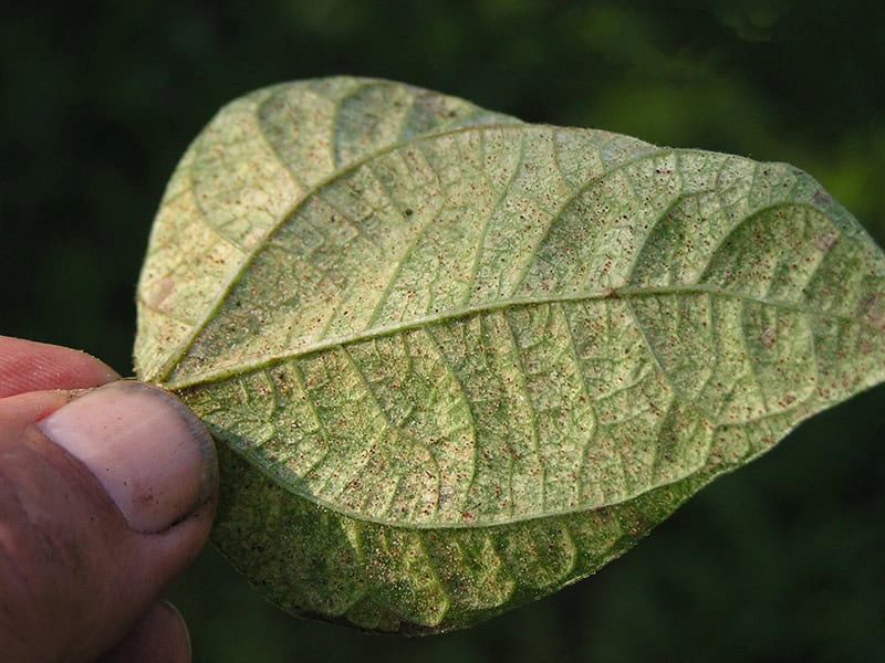 Spider Mites