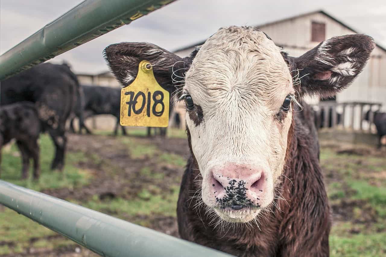 Adequate Fencing for Raising Beef Calves