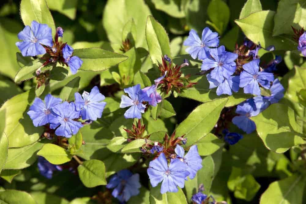 Leadwort