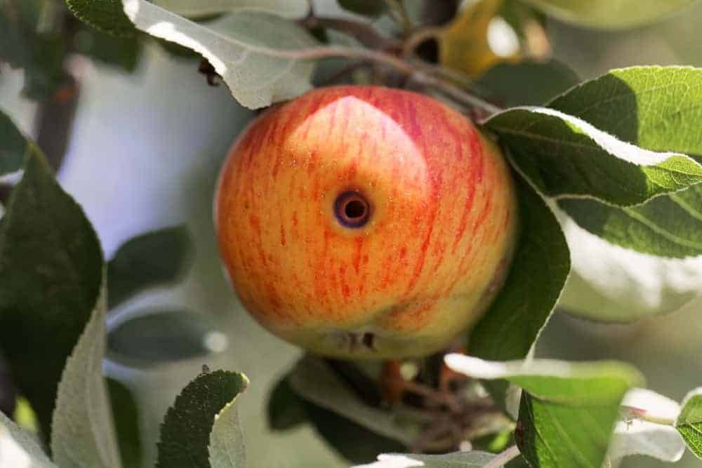 Black-Edged Hole On The Outside of The Apple