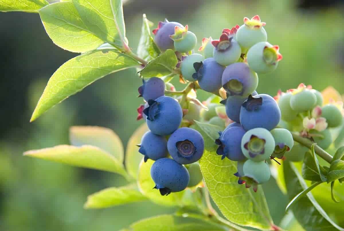 Blueberries (Vaccinium spp.)