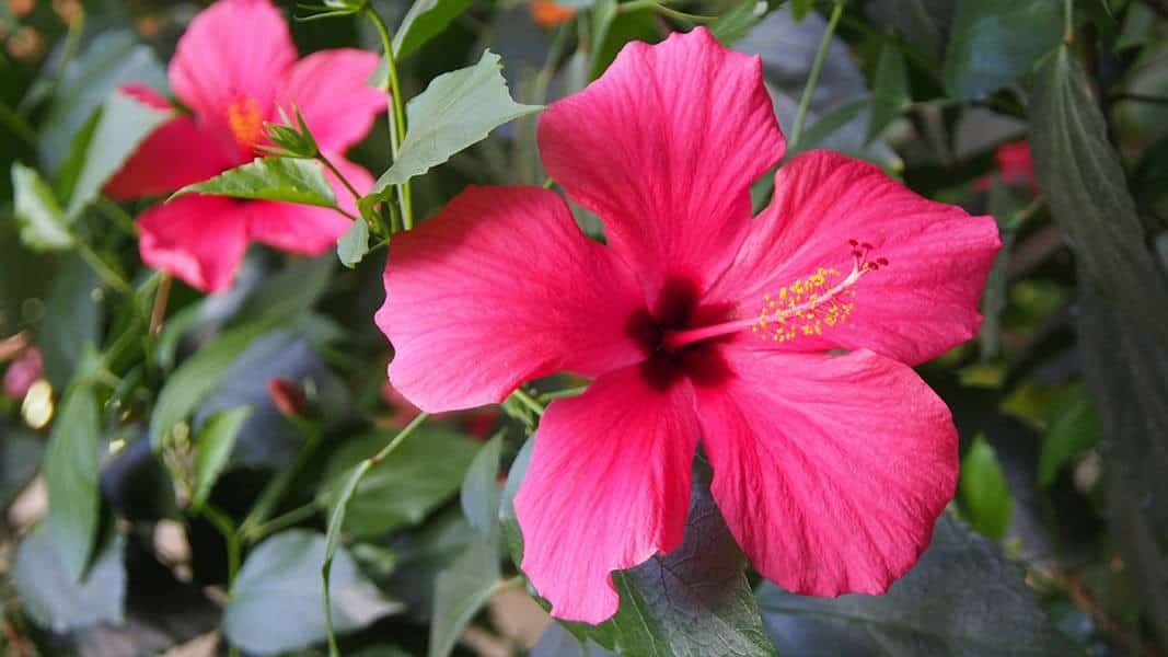 Hibiscus