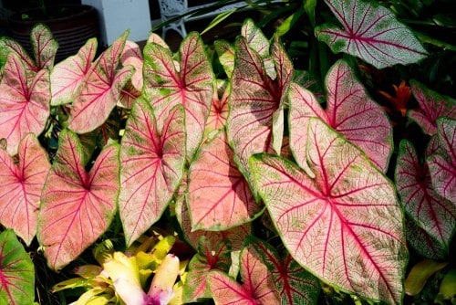 Fancy-Leafed Caladium